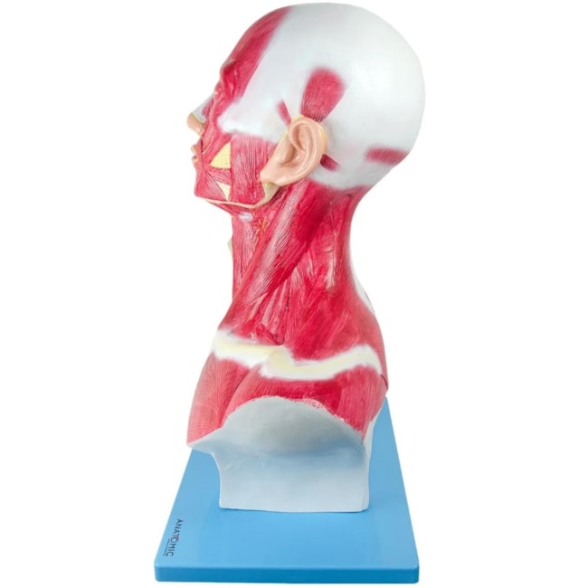 Cabeça e Pescoço Muscular-d34afb29-8c05-4106-b37c-ba597e8b29de