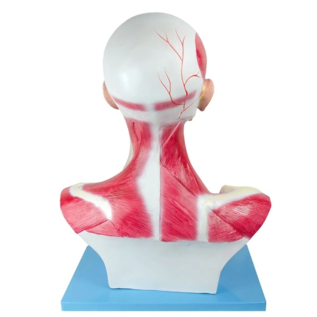 Cabeça e Pescoço Muscular-d9244c29-b7f7-4f36-8ace-75b22118339b