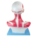 Cabeça e Pescoço Muscular-1dff1838-b186-4750-9b63-c06d6fb04ad3