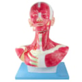 Cabeça e Pescoço Muscular-d34483b9-ff1e-46d4-b84a-c07d6baf06f2