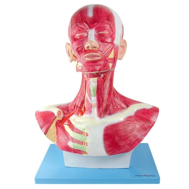 Cabeça e Pescoço Muscular-6326bf8f-7942-4a04-a8d5-19fc862f1632