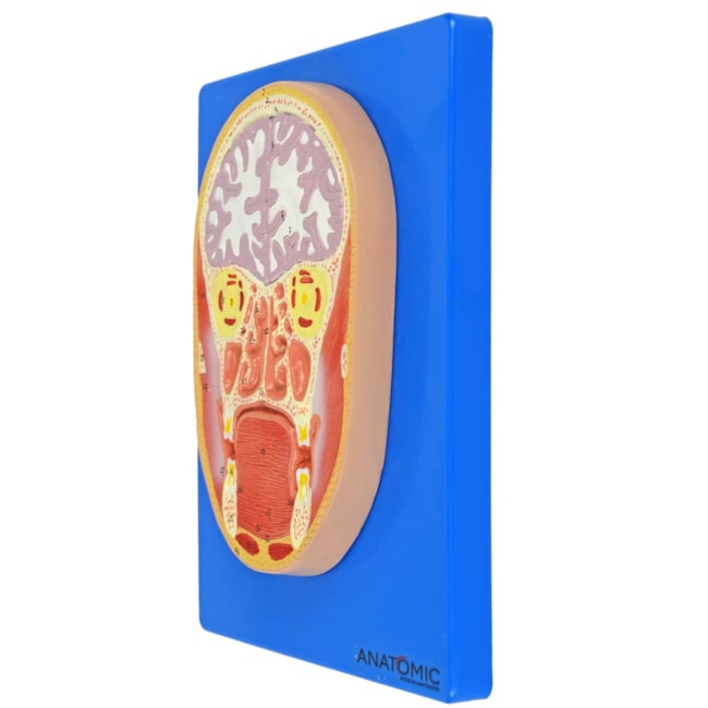 Cabeça em Corte Frontal-fbf97498-18c1-4d06-b95f-862d4477c917