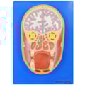 Cabeça em Corte Frontal-7c089a75-f503-4de6-963b-3364b984abf1