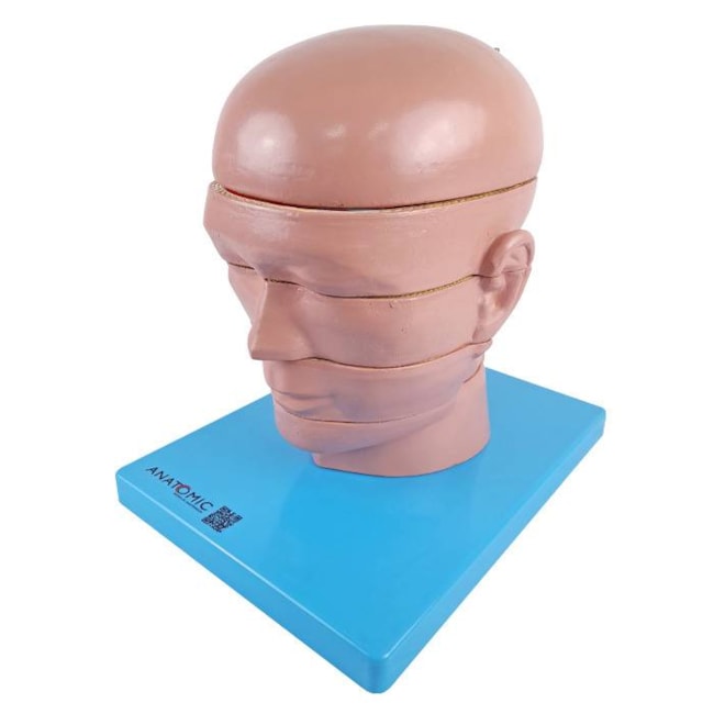 Cabeça em Disco Corte Axial-7cb17987-1519-4665-932b-63c880f2267e