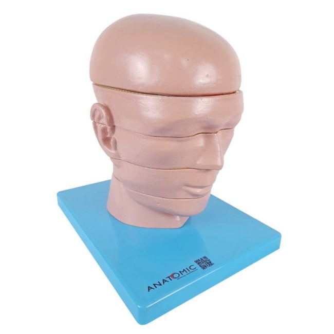 Cabeça em Disco Corte Axial-17591a50-421e-4f0a-972f-eaf432166c75