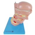 Cabeça em Disco Corte Axial-cf7d9d85-4ce4-4a6d-9811-aac85f718c34