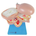 Cabeça em Disco Corte Axial-04097e9c-8c34-4ab4-a162-bc1119517c77