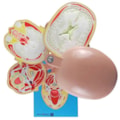 Cabeça em Disco Corte Axial-5bf1d61f-4c0d-4da7-af2c-f4b51c0237e1