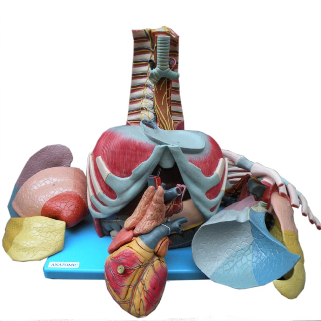 Cavidade Torácica 17 partes-c6ab8ba6-d4f4-48d9-9f53-47798e7ae474