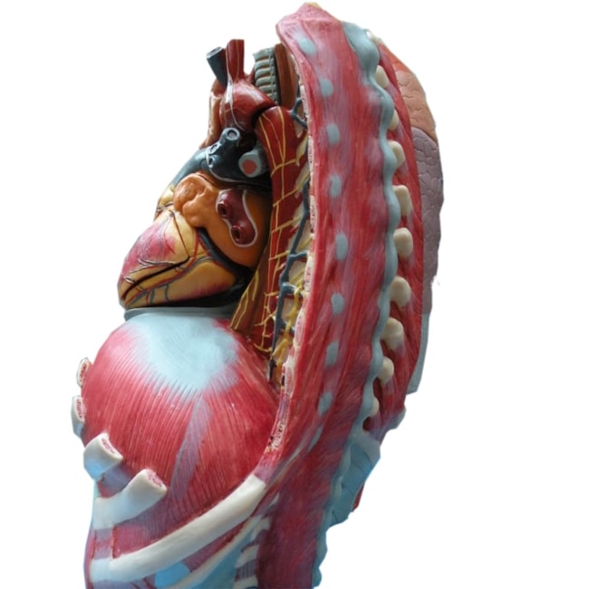 Cavidade Torácica 17 partes-c11074d1-5d97-4c85-a60e-72ab4d4d20b7