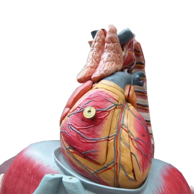 Cavidade Torácica 17 partes-b3f5f841-fe89-4ea0-b0b6-fcfee0f3742f