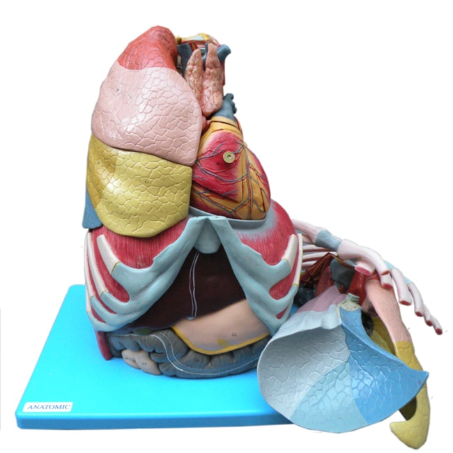 Cavidade Torácica 17 partes-9ee5e4ca-d6d2-414d-8954-2fb1adc9f621