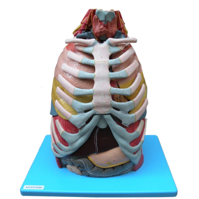 Cavidade Torácica 17 partes-db86f4f5-4c37-427b-b44c-a8d51dcb3a03