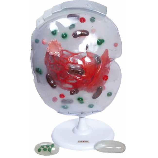 Célula Ampliada 20 Mil Vezes-3df211d9-0b56-4f6d-bc6d-546d67a8b41d