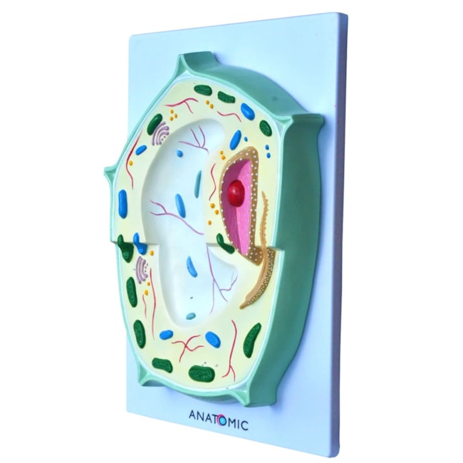 Célula Vegetal Ampliada-28fc5ad6-8b5b-4efa-9f6a-a9192c000599