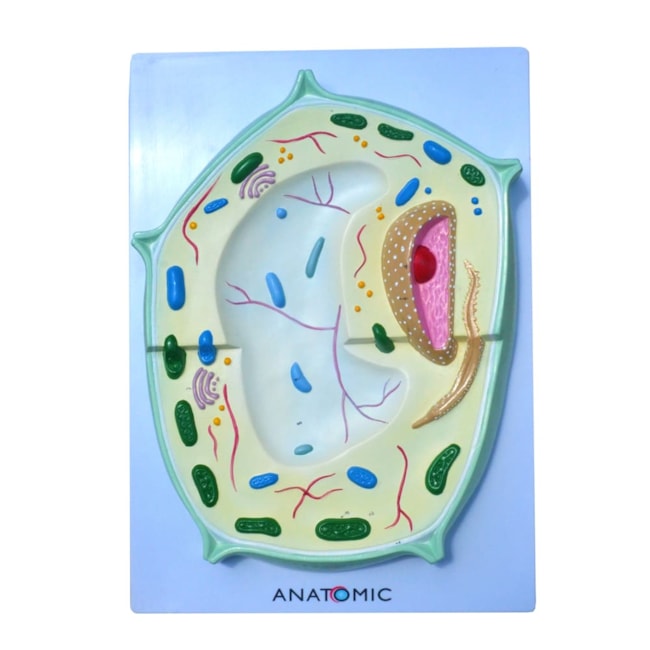 Célula Vegetal Ampliada-05220c0d-fc40-451d-ae25-3fb671256d7c