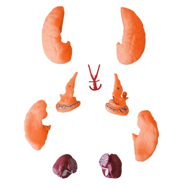 Cérebro 9 Partes-62e340f7-b6b6-4f9e-bf44-662c158e295e