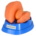 Cérebro 9 Partes-bc140afb-ee8d-4732-95ce-037a407955d2