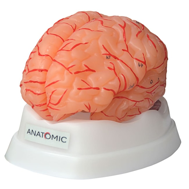 Cérebro Com Artérias 9 Partes-5e7224a3-ed48-482e-8fed-8f159d30513f