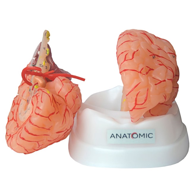 Cérebro Com Artérias 9 Partes-c7235922-b3ac-4b6c-8fac-e94ab326ac84