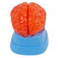Cérebro Com Artérias 9 Partes-5cd2051f-0311-4cd9-8491-b67a0735da3a