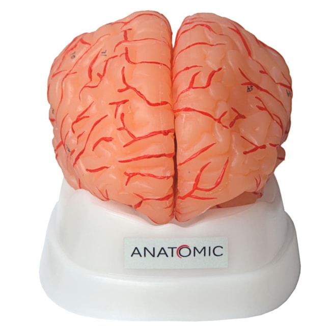 Cérebro Com Artérias 9 Partes-9301392b-cac0-48ae-9373-abf1bc256417
