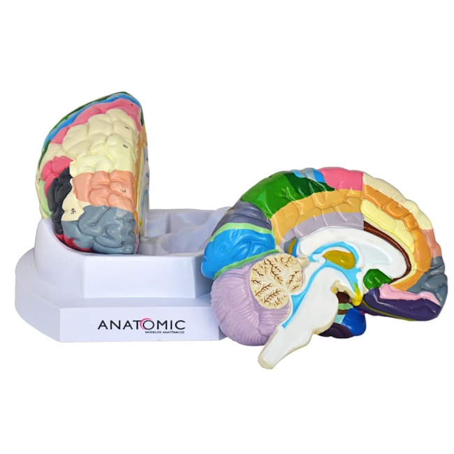 Cérebro com Região Funcional Colorido 2 Partes-326e2b65-4543-42d8-bfbc-8b4ce645e35c