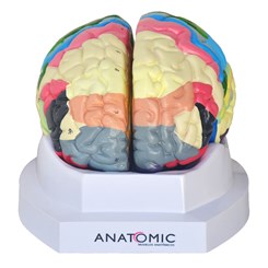 Cérebro com Região Funcional Colorido 2 Partes