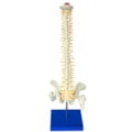 Coluna Vertebral 50 cm-802715f4-7c2f-4139-a92b-7b28d3d35f87