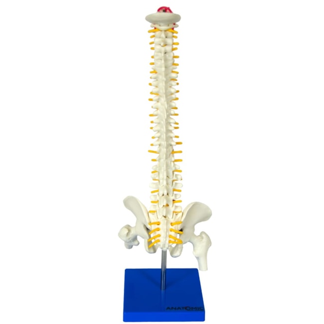 Coluna Vertebral 50 cm-5f5e2673-29a0-4107-ad98-d77a1574d1b8
