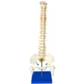 Coluna Vertebral 50 cm-a5a283d5-2e16-4b71-85b8-4e6a1332433b