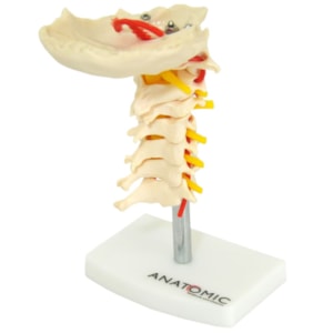 Coluna Vertebral Cervical