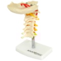 Coluna Vertebral Cervical-53fecb7a-c470-4e76-b49c-ae2f4485854b