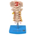 Coluna Vertebral Cervical-317e2349-ae2b-4d1e-b2b9-99dd0cf8feab