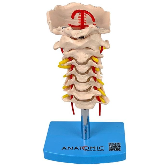Coluna Vertebral Cervical-cff4101d-509b-47a6-9020-56033d1a09c2
