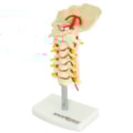 Coluna Vertebral Cervical-4f58762c-93ce-478e-b0b3-ffcd304ab014