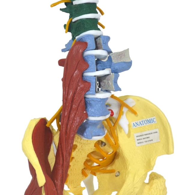 Coluna Vertebral Flexível Multifuncional-89fcbde7-0b94-4f67-bbeb-423d92f004ff