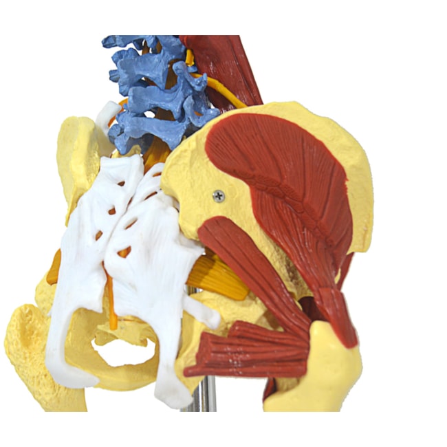 Coluna Vertebral Flexível Multifuncional-4a12e97b-5d8f-4c70-a76d-81fc7b59ce3e