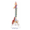 Coluna Vertebral Flexível Multifuncional-94aa9d83-125c-48e4-9232-751ad310cef0