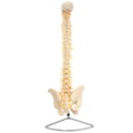 Coluna Vertebral Flexível Tamanho Natural-d0272234-5328-472a-8c0f-3f1fe2cecd76