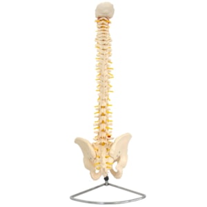 Coluna Vertebral Flexível Tamanho Natural