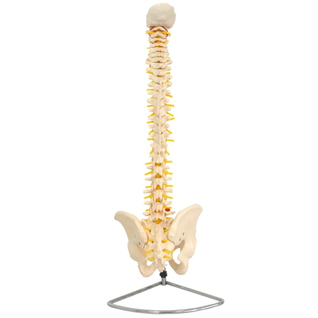 Coluna Vertebral Flexível Tamanho Natural-765e5c79-5141-4eb2-82a5-be46505a3905