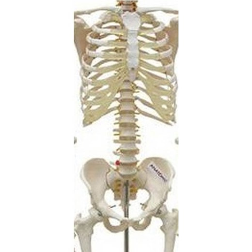 Coluna Vertebral Humana Flexível com Costelas em Tamanho Natural