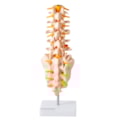 Coluna Vertebral Lombar-0442c71f-ea77-4d01-a2c0-5b5c08276796