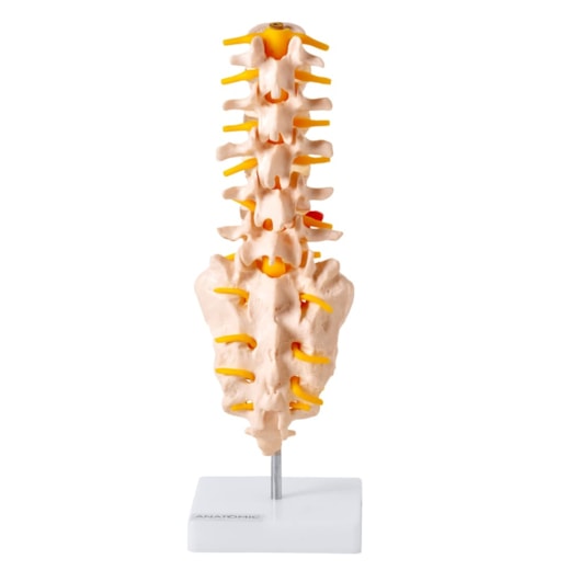 Coluna Vertebral Lombar