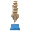 Coluna Vertebral Lombar-412999d8-7841-4f34-99ca-8be454375c12