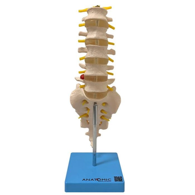 Coluna Vertebral Lombar-a287ad69-727b-450e-9160-014d8baaa214
