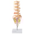 Coluna Vertebral Lombar-7886c4c3-01f6-425d-acc7-6827cce1fb0f