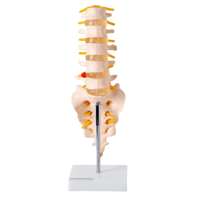 Coluna Vertebral Lombar-78625f91-9757-4f45-a2f6-937a61787fa5