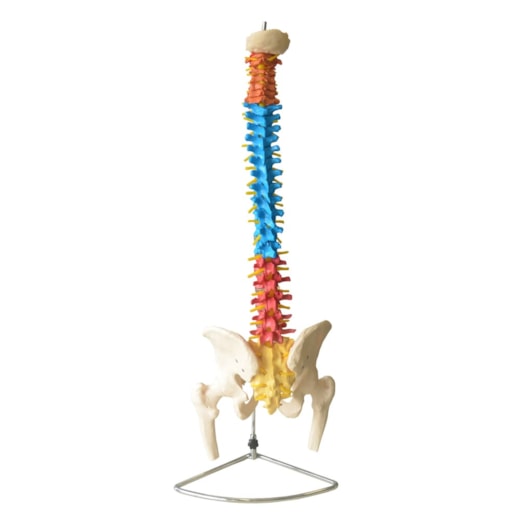 Coluna Vertebral Tamanho Natural Colorida